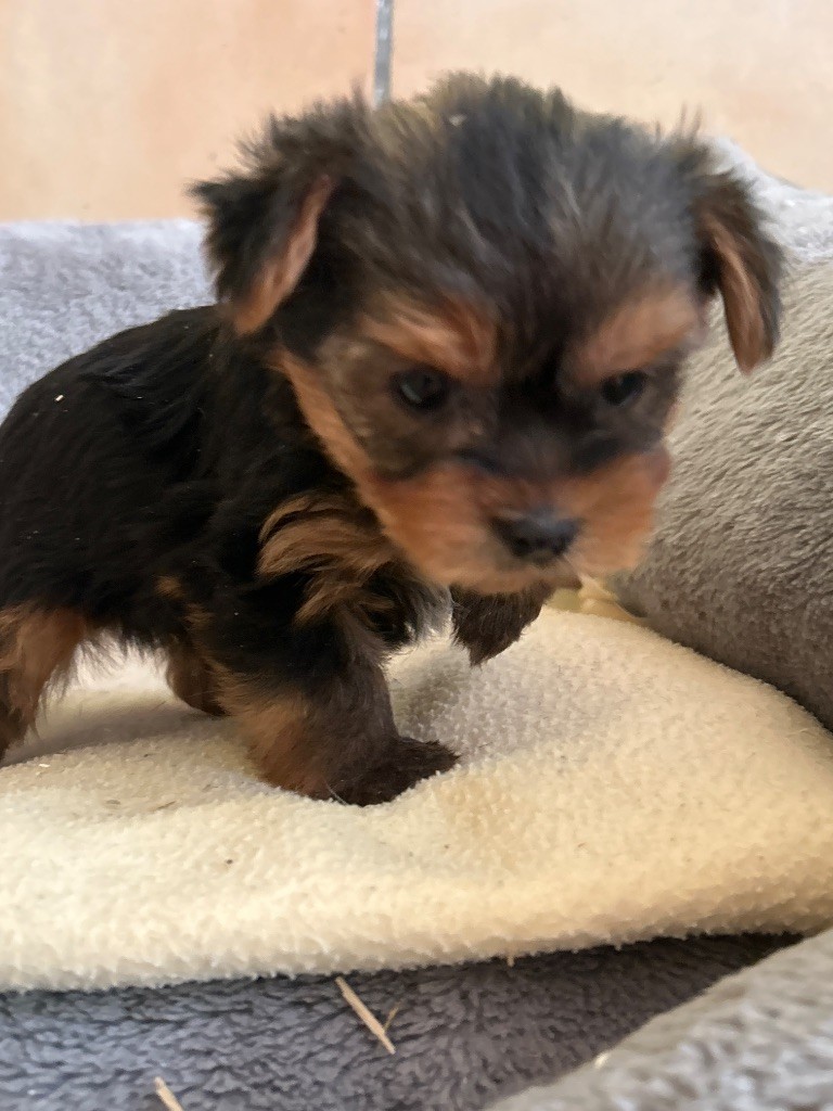 du hameau de roxane - Chiots disponibles - Yorkshire Terrier