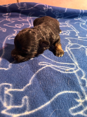 CHIOT 4