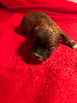 CHIOT 8