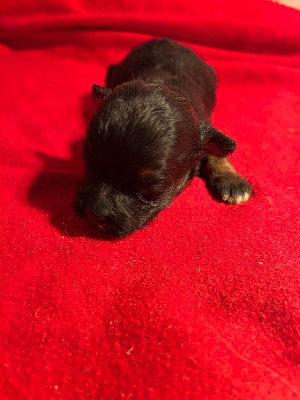 CHIOT 7