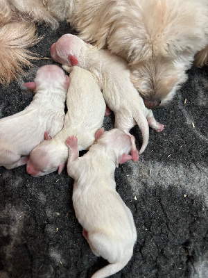 CHIOT 4