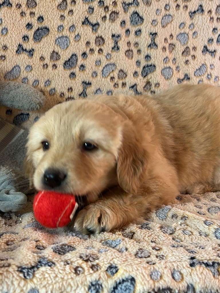 du hameau de roxane - Chiots disponibles - Hovawart