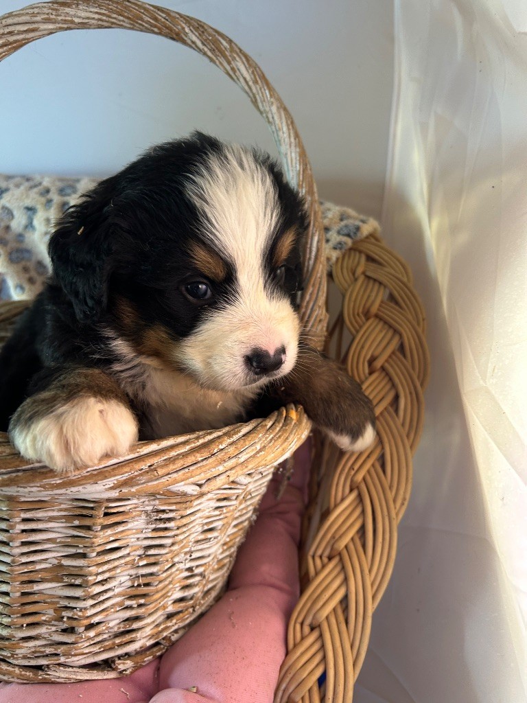 du hameau de roxane - Chiots disponibles - Bouvier Bernois