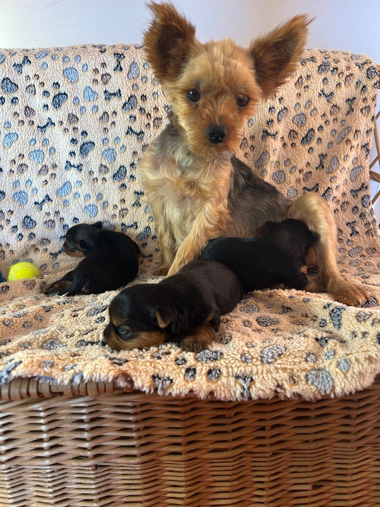 Chiot Yorkshire Terrier du hameau de roxane