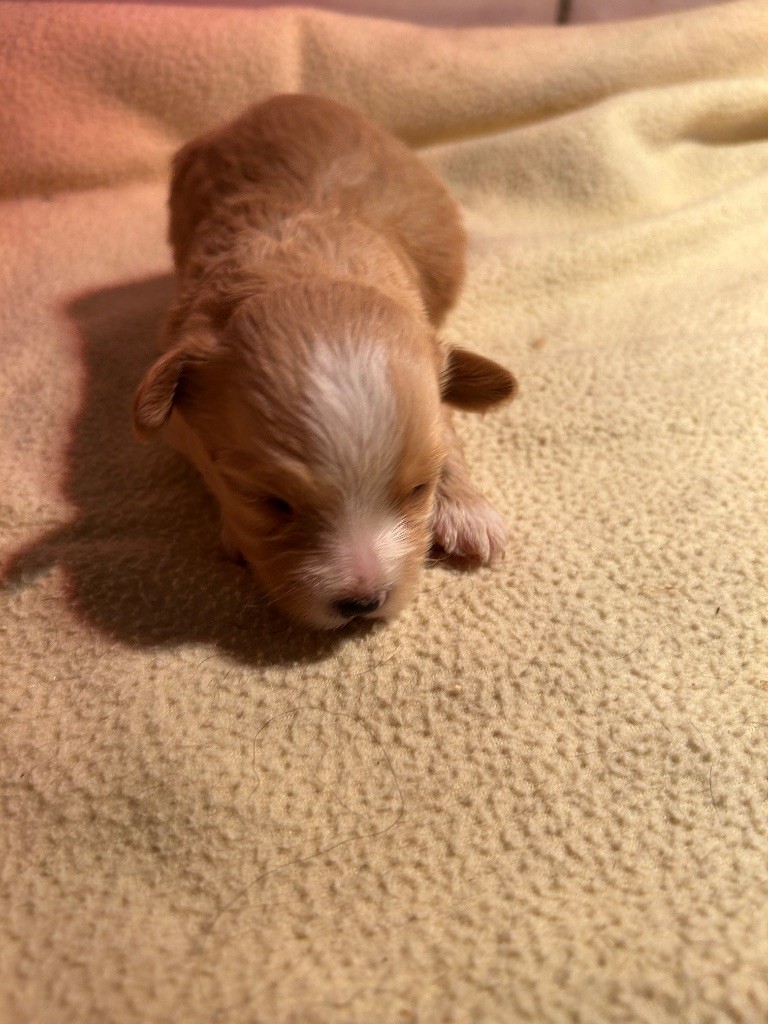 du hameau de roxane - Chiots disponibles - Bichon Havanais