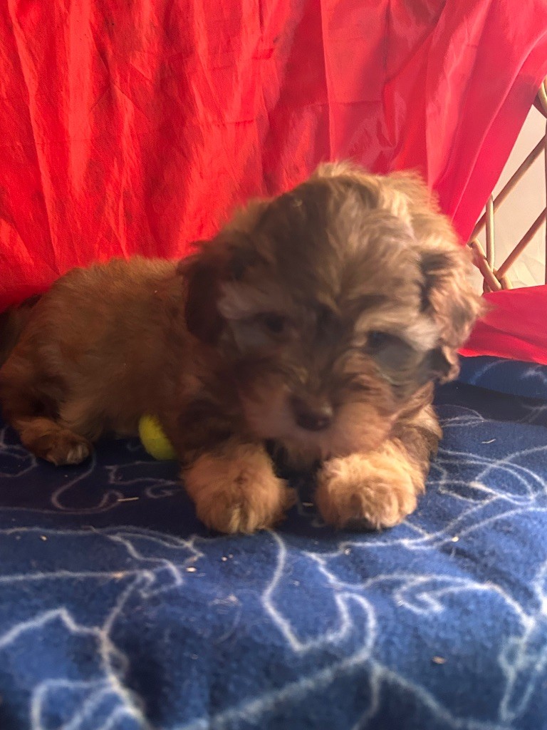 du hameau de roxane - Chiots disponibles - Bichon Havanais