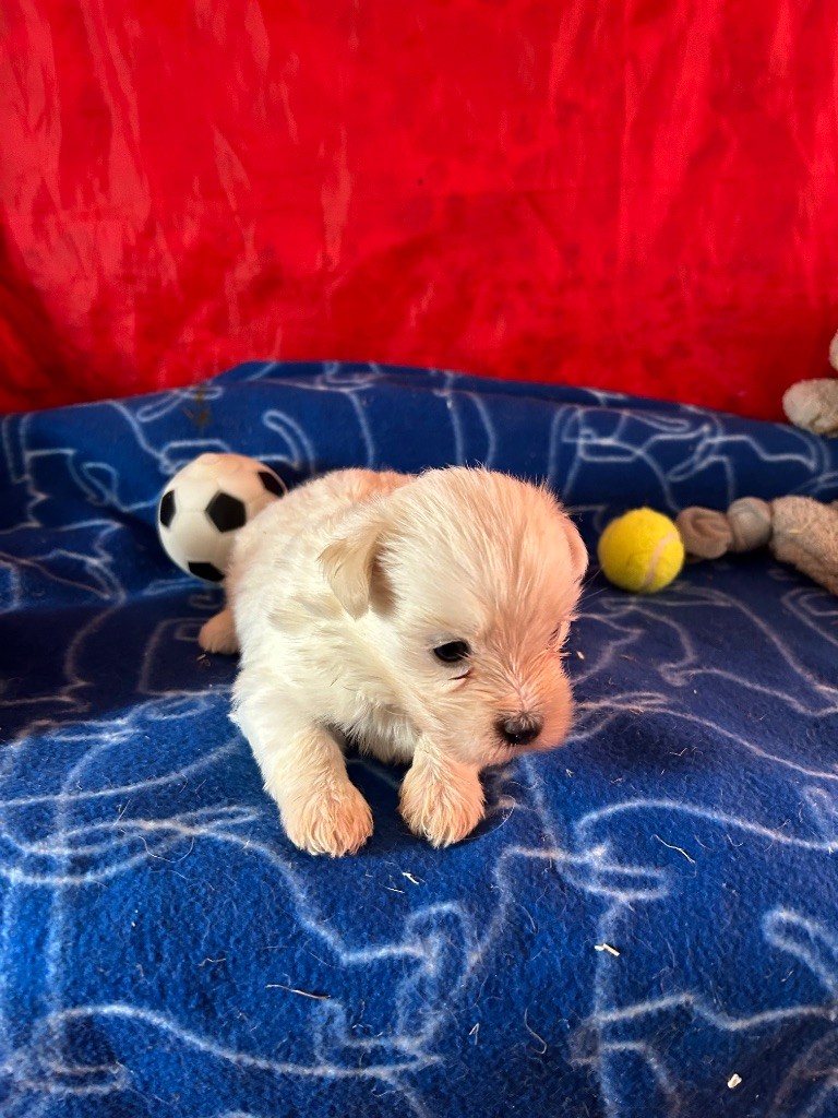 du hameau de roxane - Chiots disponibles - Coton de Tulear