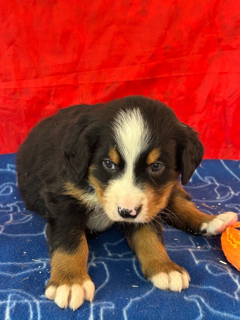 du hameau de roxane - Chiots disponibles - Bouvier Bernois