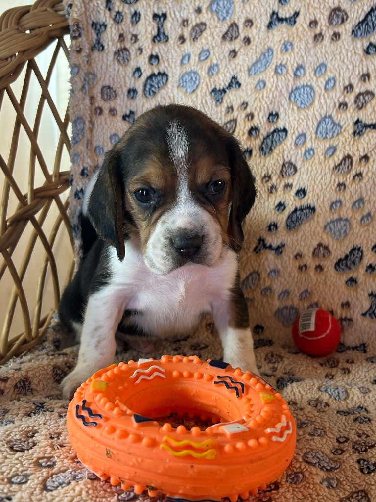 du hameau de roxane - Chiots disponibles - Beagle