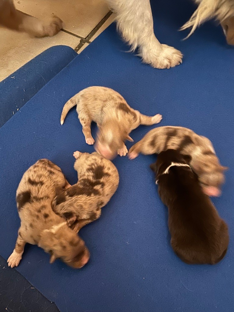 du hameau de roxane - Chiots disponibles - Berger Australien