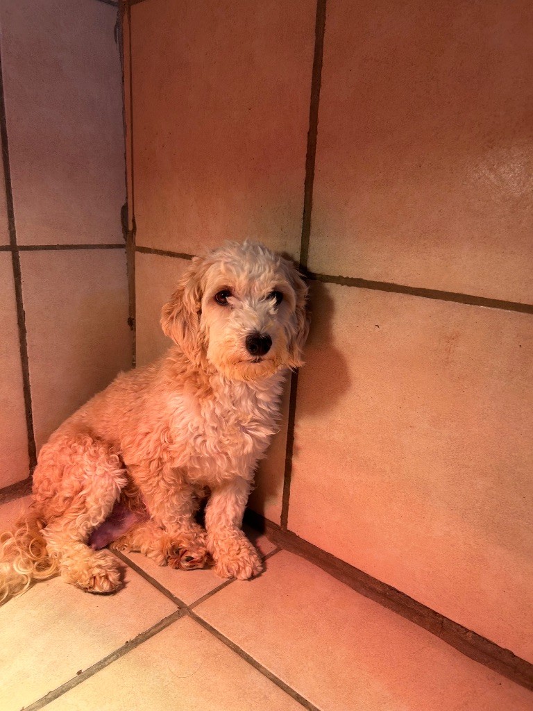 du hameau de roxane - Bichon Havanais - Portée née le 11/07/2025
