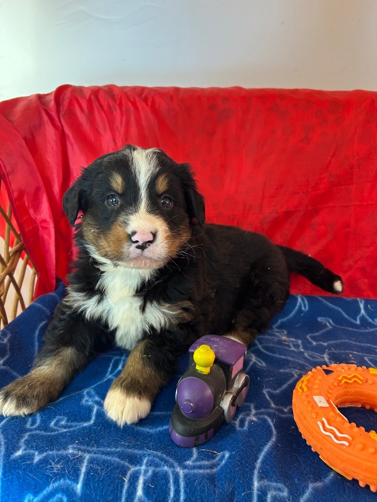 du hameau de roxane - Chiots disponibles - Bouvier Bernois