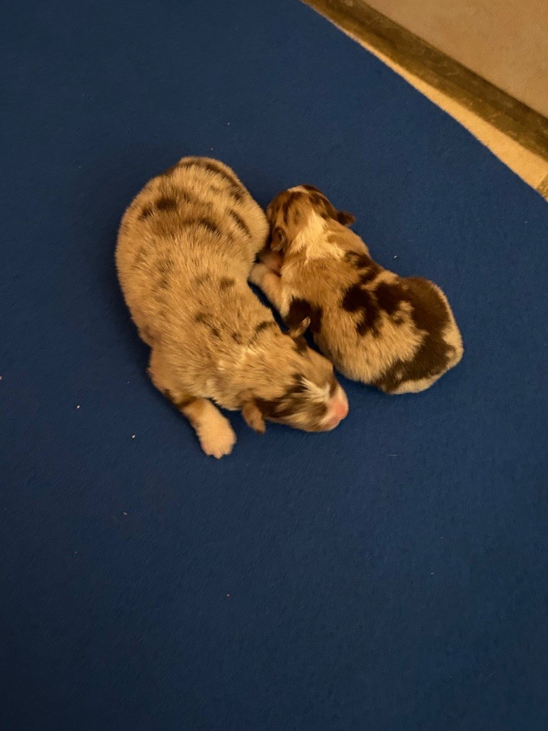 du hameau de roxane - Chiots disponibles - Berger Australien