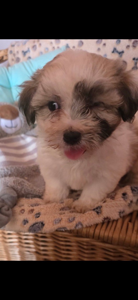 du hameau de roxane - Chiots disponibles - Bichon Havanais