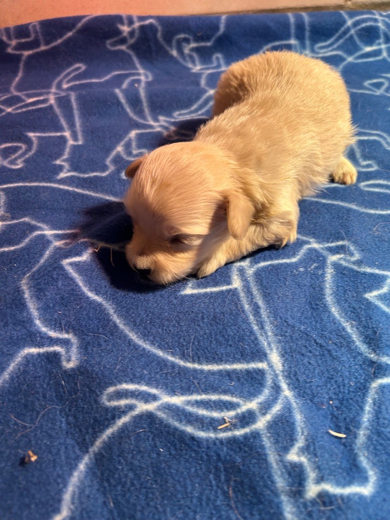 du hameau de roxane - Chiots disponibles - Bichon Havanais