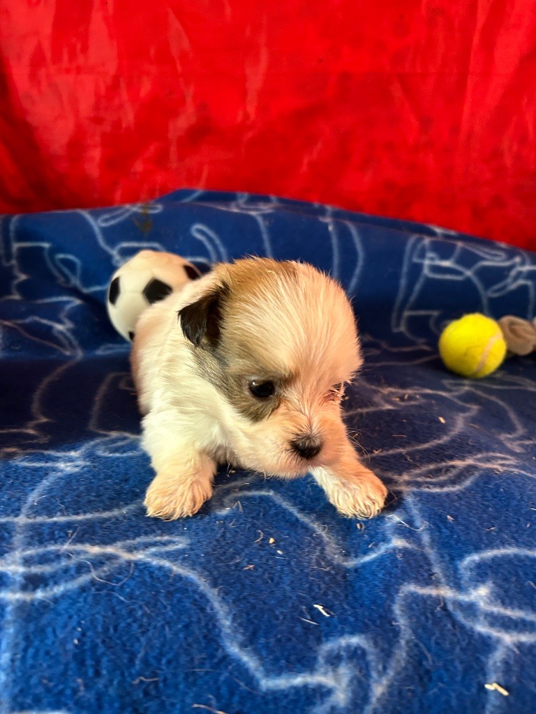 du hameau de roxane - Chiots disponibles - Coton de Tulear