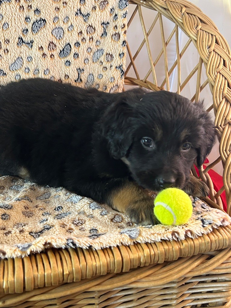 du hameau de roxane - Chiots disponibles - Hovawart