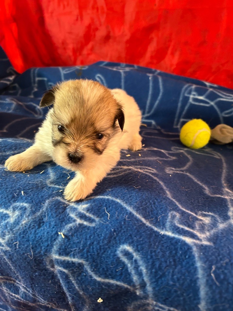 du hameau de roxane - Chiots disponibles - Coton de Tulear