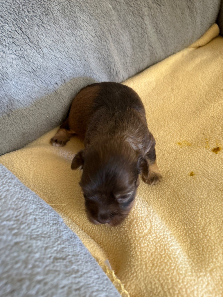 du hameau de roxane - Chiots disponibles - Bichon Havanais