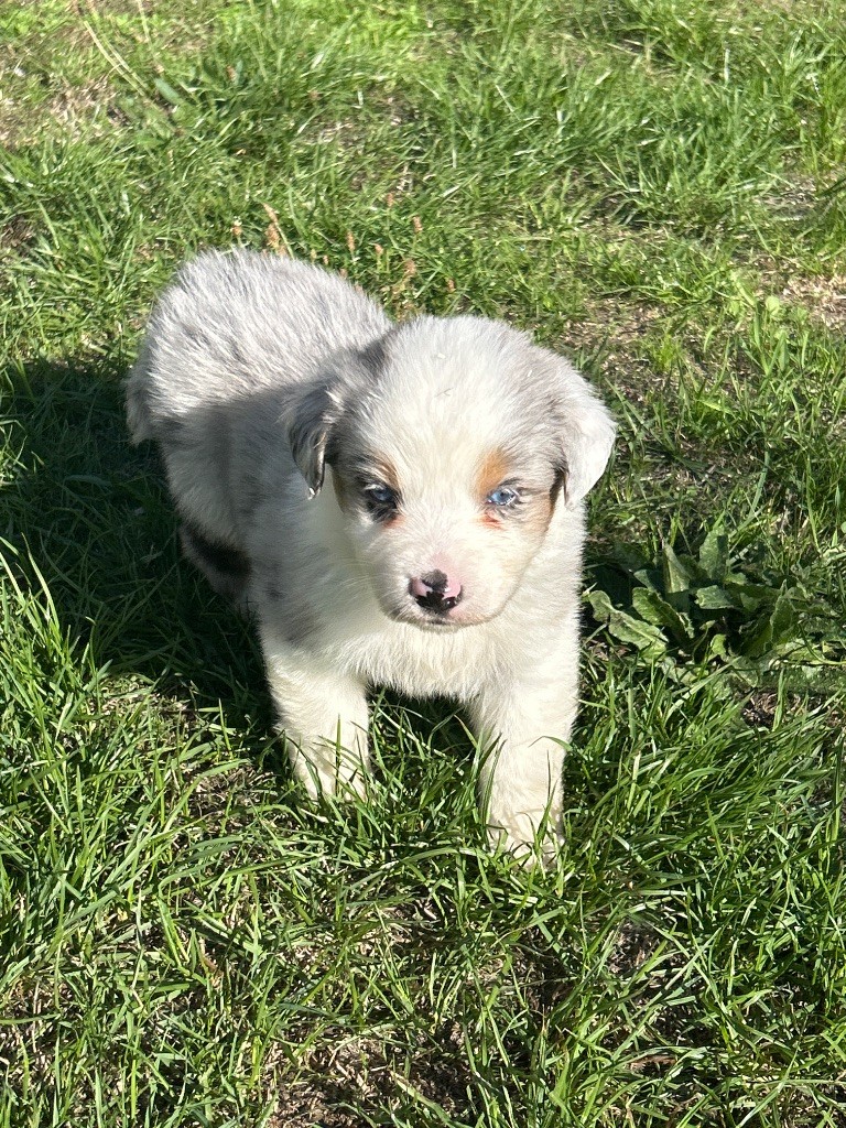 du hameau de roxane - Chiots disponibles - Berger Australien
