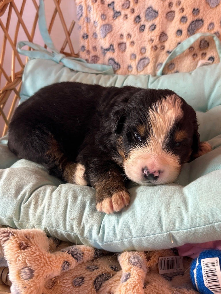 du hameau de roxane - Chiots disponibles - Bouvier Bernois