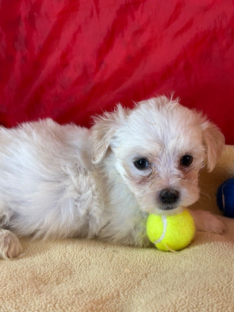 du hameau de roxane - Chiots disponibles - Bichon Havanais