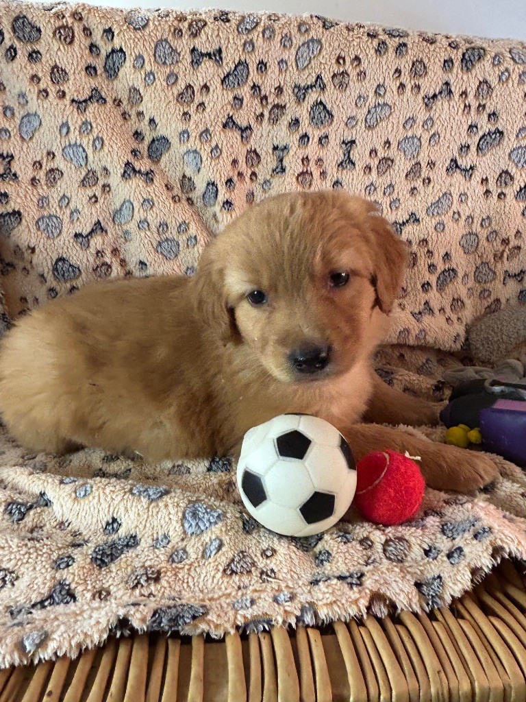 du hameau de roxane - Chiots disponibles - Hovawart