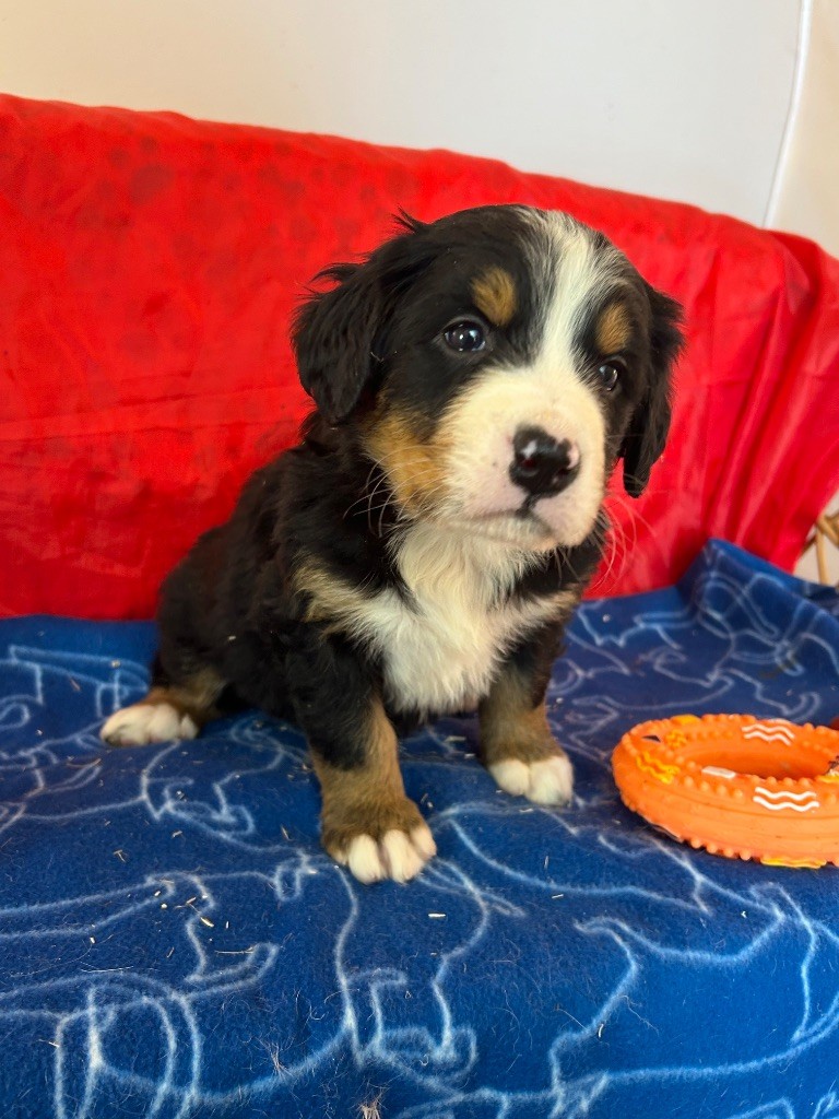 du hameau de roxane - Chiots disponibles - Bouvier Bernois