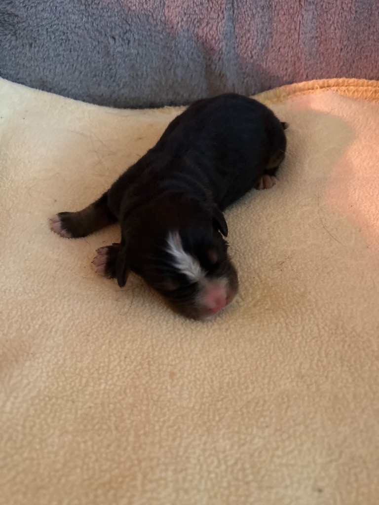du hameau de roxane - Chiots disponibles - Bouvier Bernois