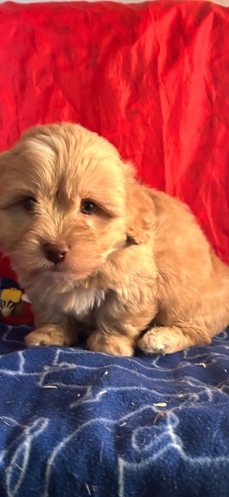 du hameau de roxane - Chiots disponibles - Bichon Havanais
