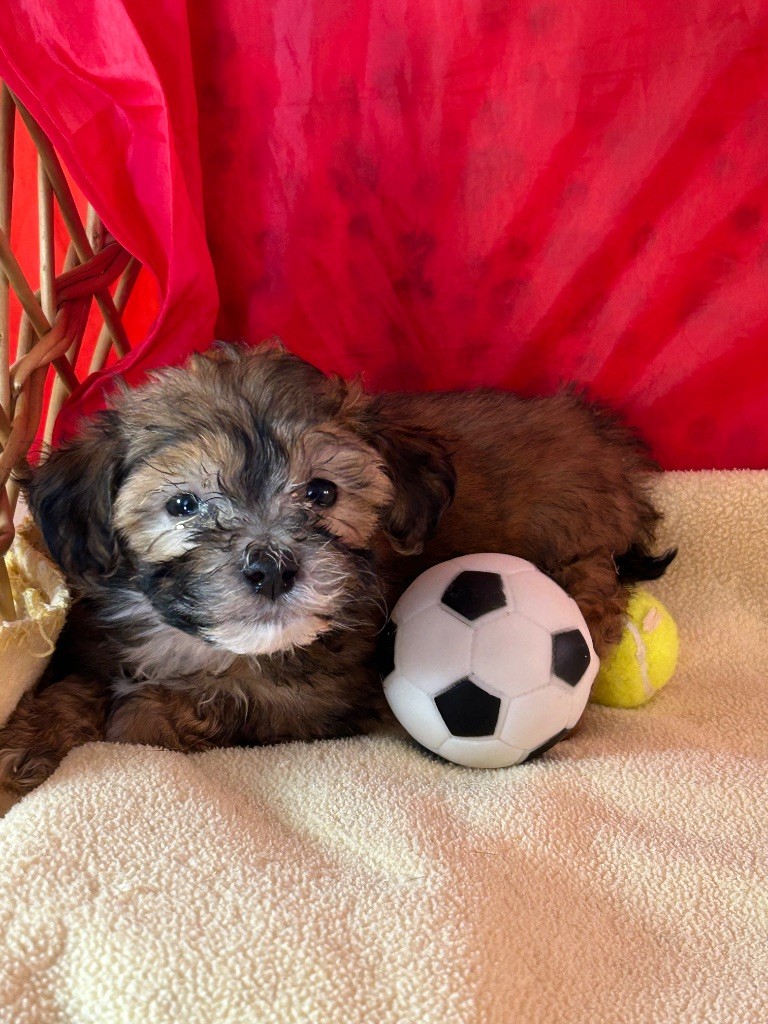du hameau de roxane - Chiots disponibles - Bichon Havanais