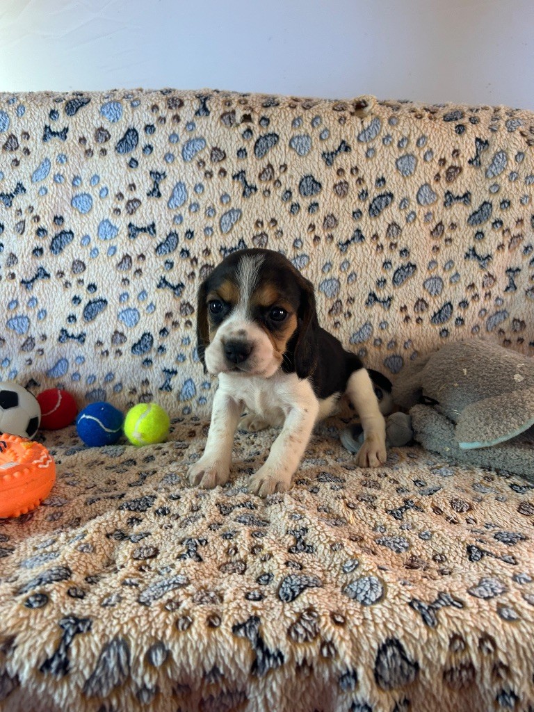 du hameau de roxane - Chiots disponibles - Beagle