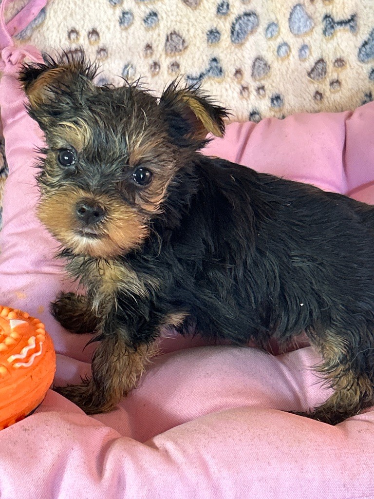 du hameau de roxane - Chiots disponibles - Yorkshire Terrier