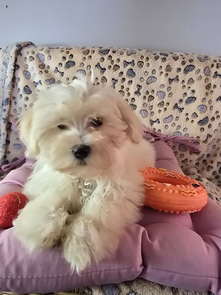 du hameau de roxane - Chiots disponibles - Bichon Havanais