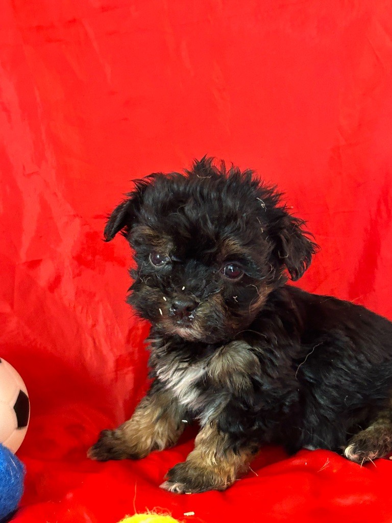 du hameau de roxane - Chiots disponibles - Bichon Havanais