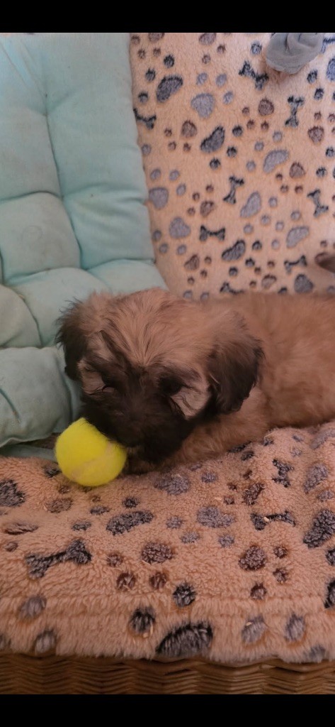 du hameau de roxane - Chiots disponibles - Bichon Havanais