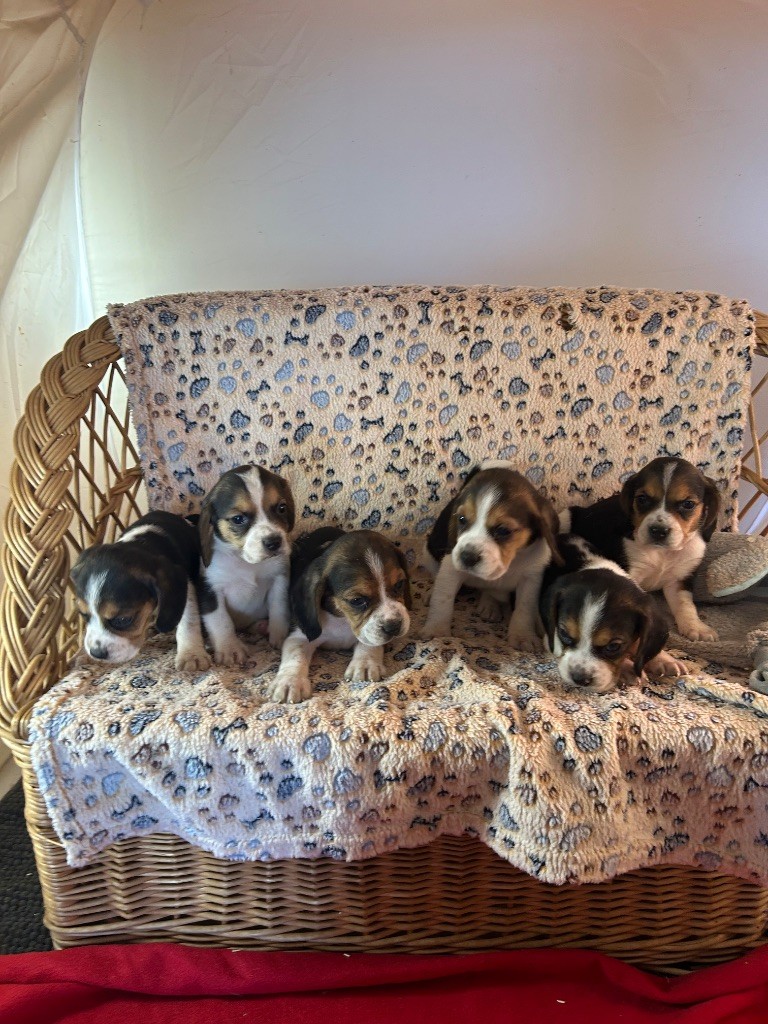Chiot Beagle du hameau de roxane