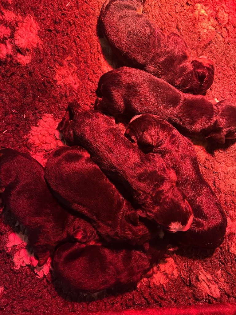 Chiot Bouvier Bernois du hameau de roxane