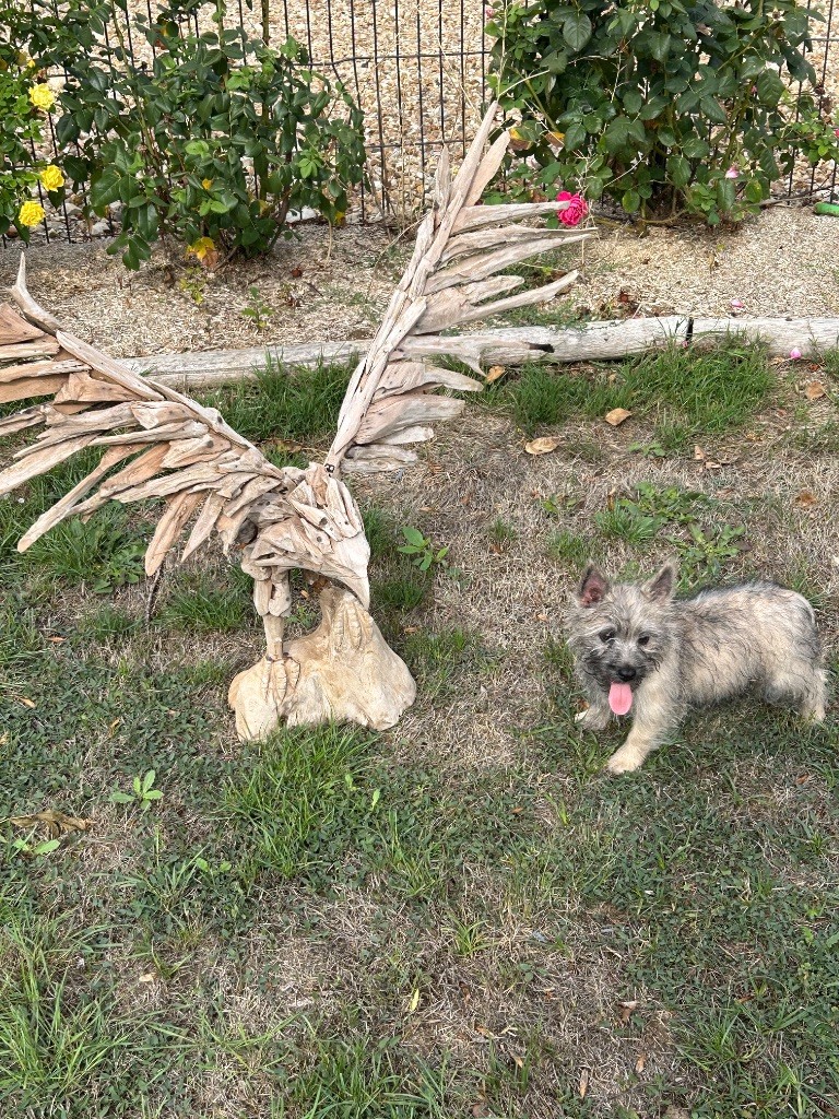 du hameau de roxane - Chiots disponibles - Cairn Terrier