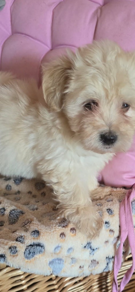 du hameau de roxane - Chiots disponibles - Bichon Havanais