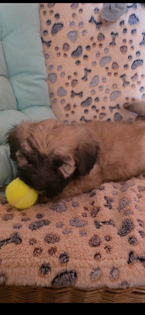 du hameau de roxane - Chiots disponibles - Bichon Havanais